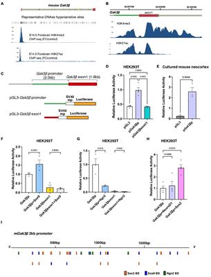 Cell Type-Specific Transcriptional Control of Gsk3β in the Developing Mammalian Neocortex